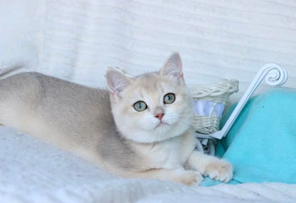 British Shorthair