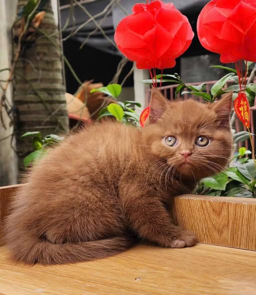 British Shorthair