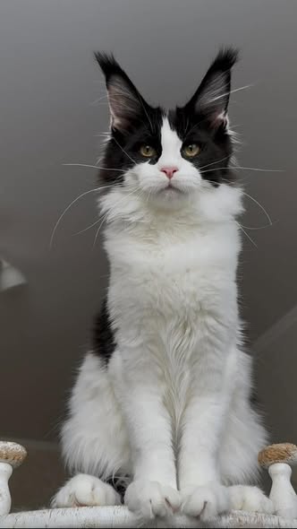 Maine Coon