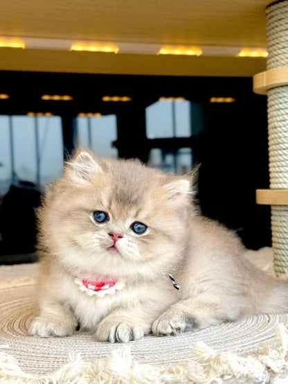 Munchkin Longhair