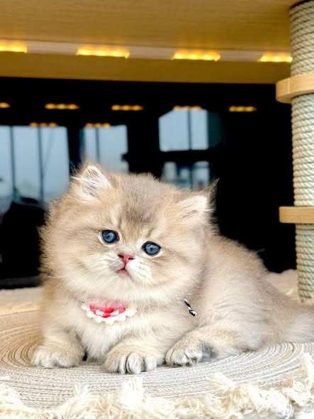 Munchkin Longhair