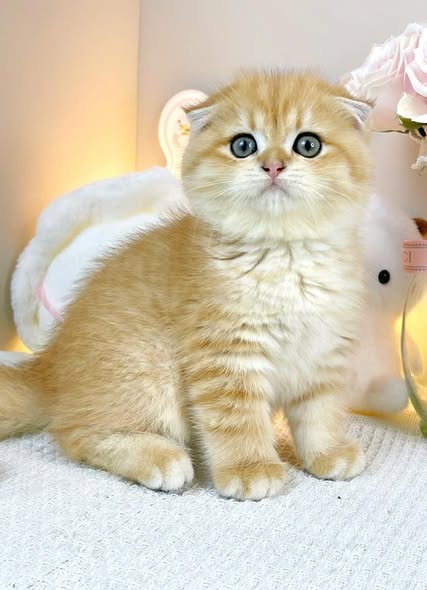 Scottish Fold
