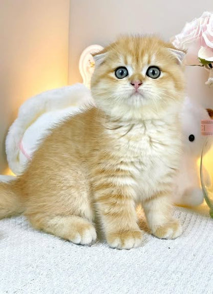 Scottish Fold
