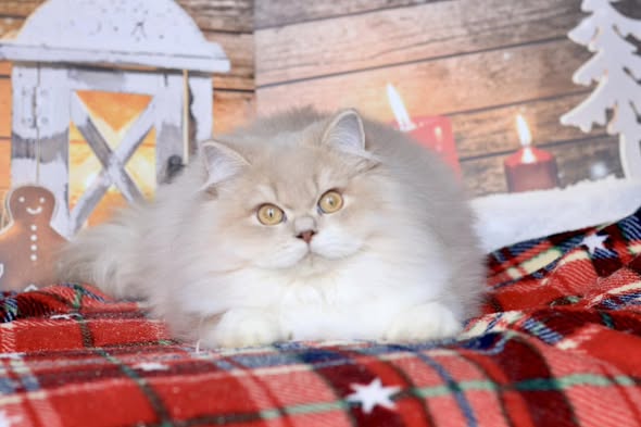 British Longhair