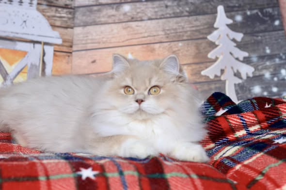 British Longhair