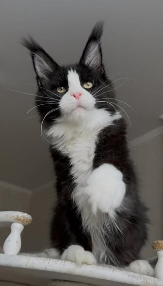 Maine Coon