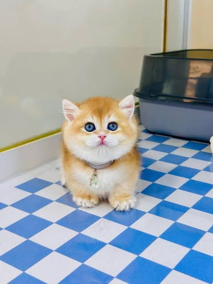 Munchkin