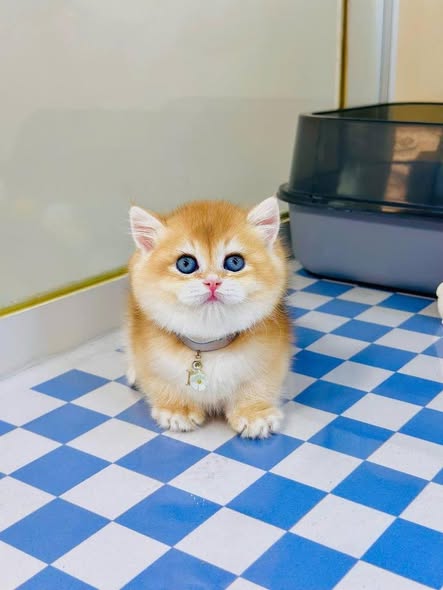 Munchkin