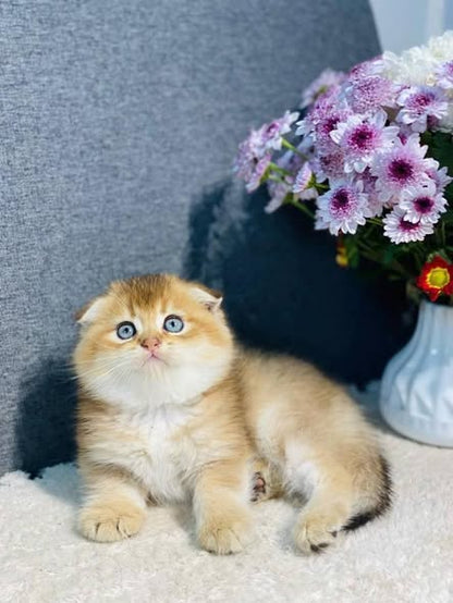 Scottish Fold