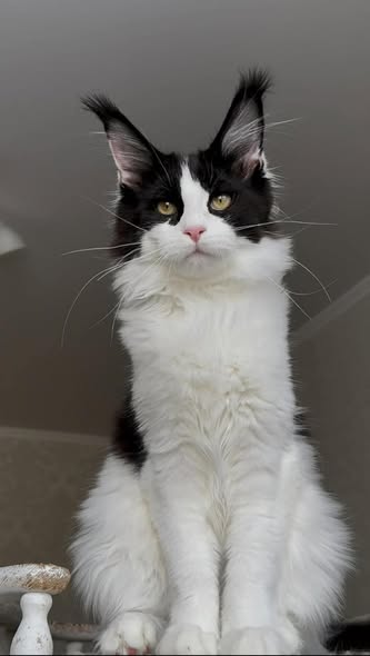 Maine Coon