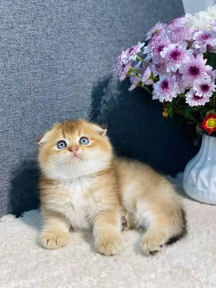Scottish Fold