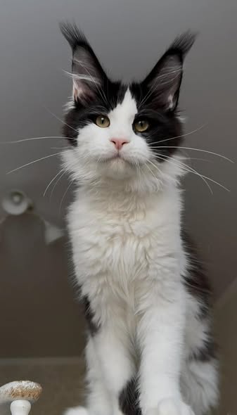 Maine Coon