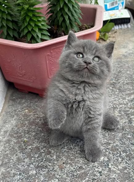 British Shorthair