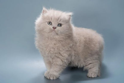 British Longhair