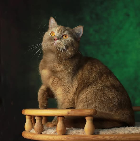 British Shorthair