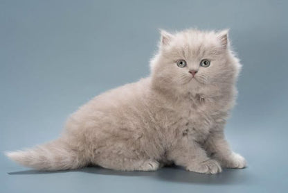 British Longhair