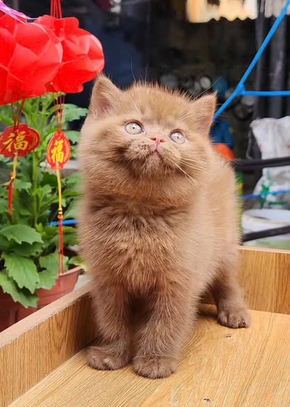 British Shorthair
