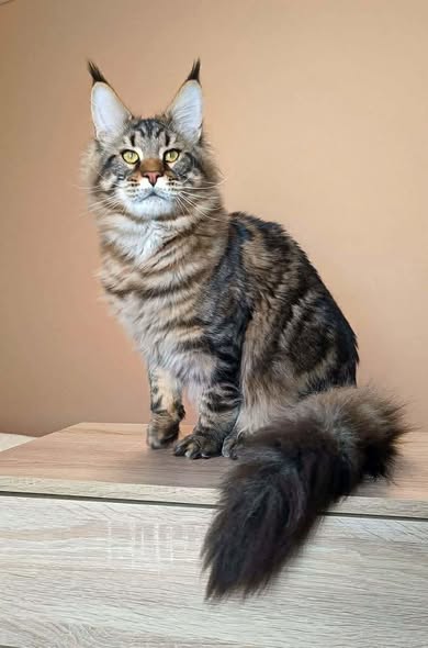 Maine Coon
