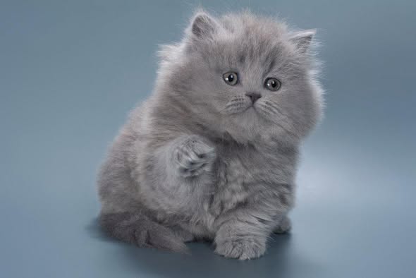 British Longhair
