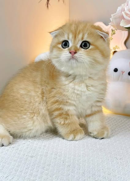 Scottish Fold