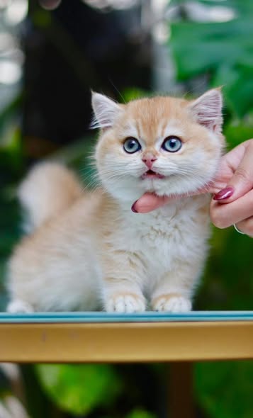 Munchkin
