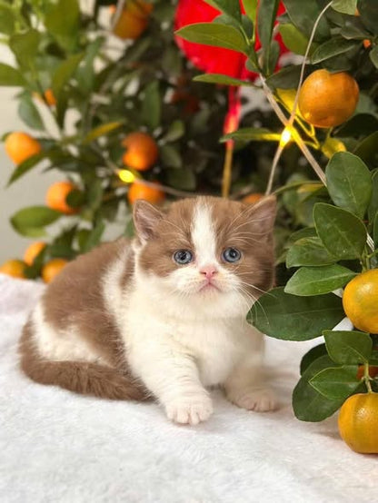 Munchkin