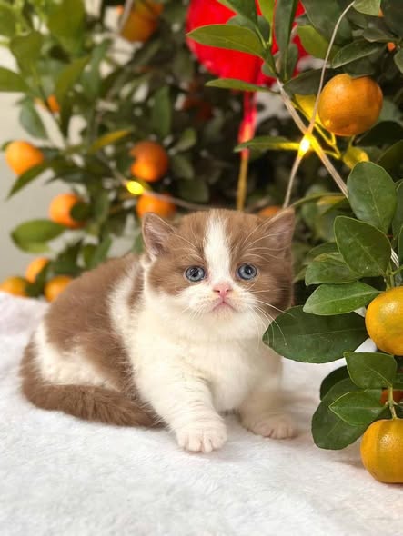 Munchkin