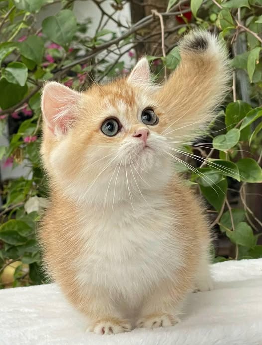 Munchkin