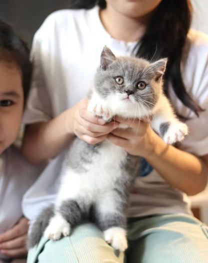 Munchkin