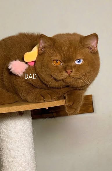 British Shorthair