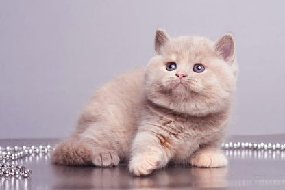 British Shorthair
