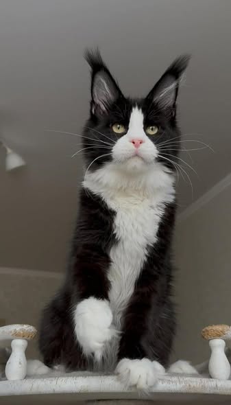 Maine Coon