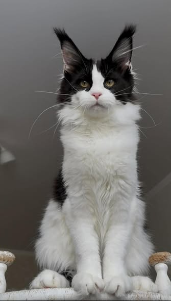 Maine Coon