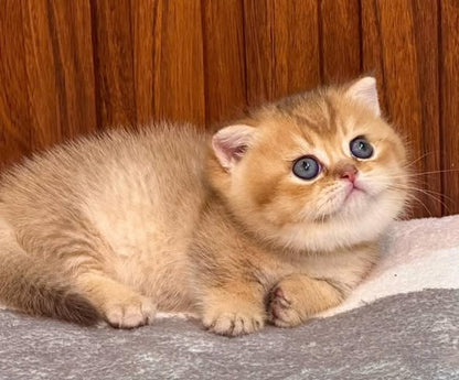 Munchkin Fold