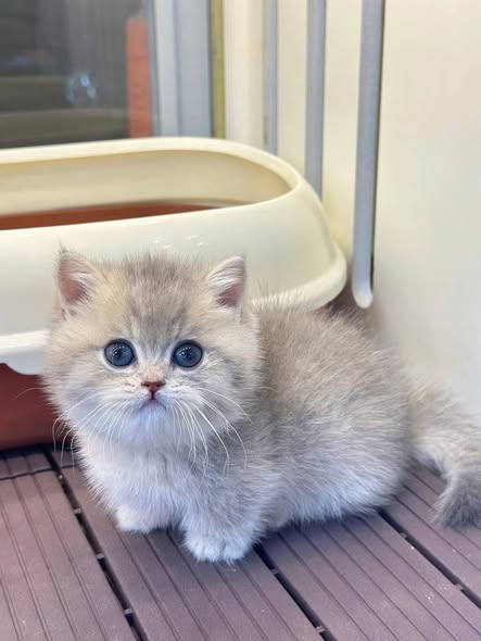 Munchkin