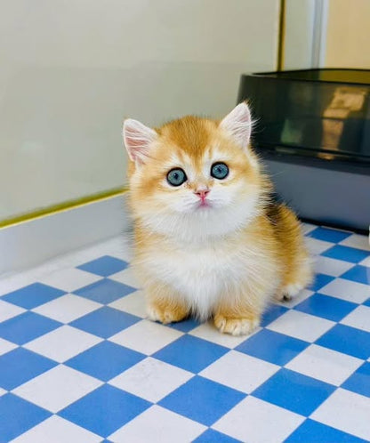 Munchkin