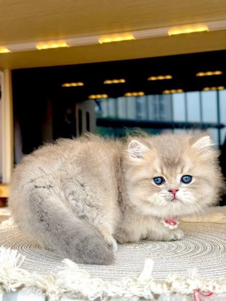 Munchkin Longhair