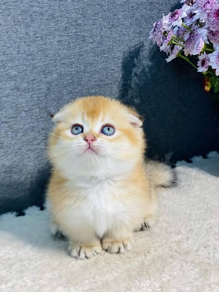 Munchkin Fold