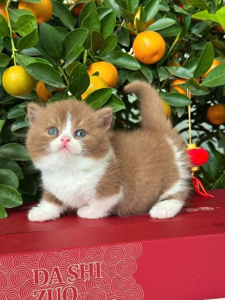Munchkin