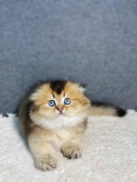 Munchkin Fold Longhair