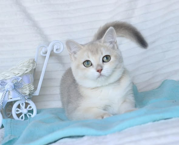 British Shorthair