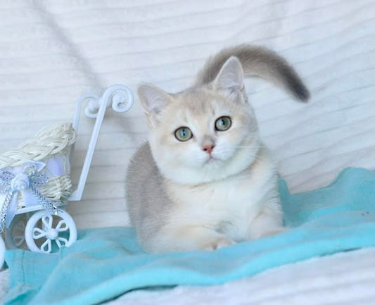 British Shorthair