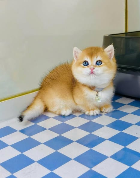 Munchkin