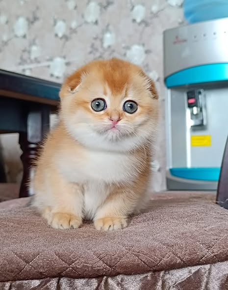 Scottish Fold