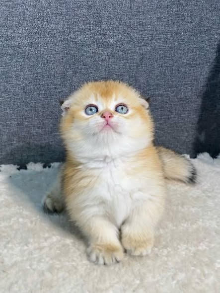 Munchkin Fold
