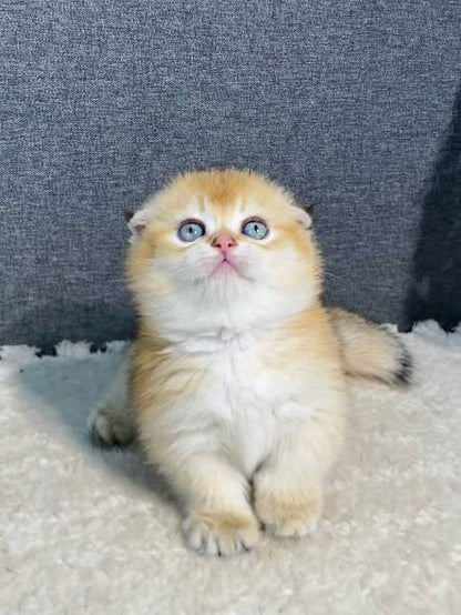 Munchkin Fold