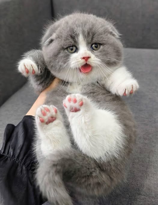 Munchkin Fold