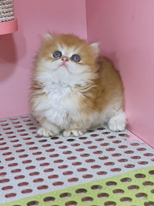 British Longhair
