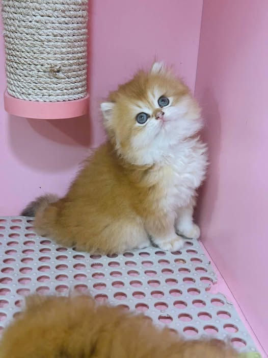 British Longhair