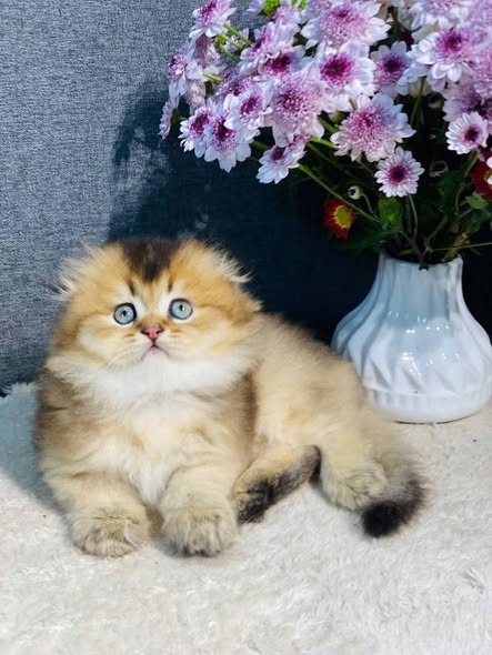 Munchkin Fold Longhair